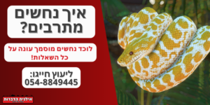 איך נחשים מתרבים?