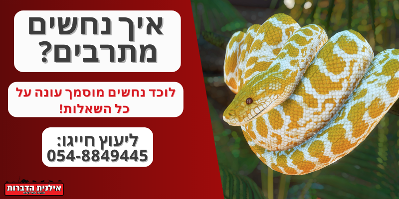 איך נחשים מתרבים?