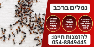 נמלים ברכב