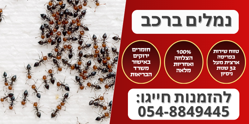 נמלים ברכב