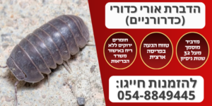 הדברת אורי כדורי (כדרורניים)