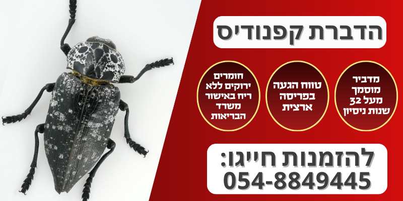 הדברה לקפנודיס
