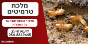 מלכת טרמיטים הזמנת הדברה