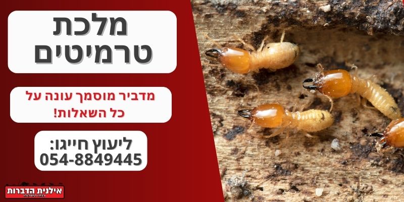 מלכת טרמיטים הזמנת הדברה