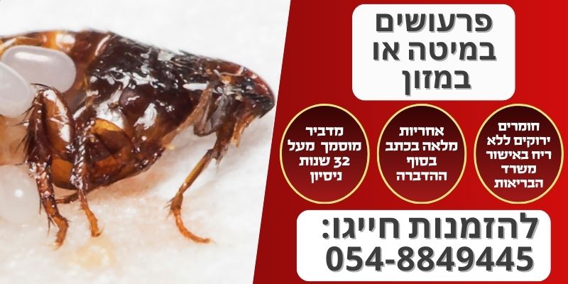 פרעושים במיטה או במזון