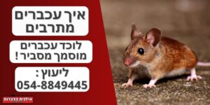 איך עכברים מתרבים