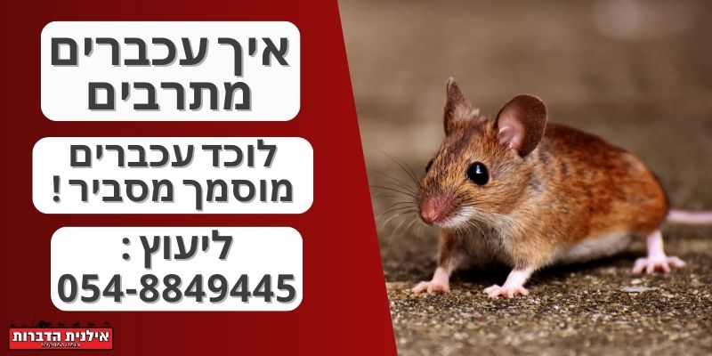 איך עכברים מתרבים