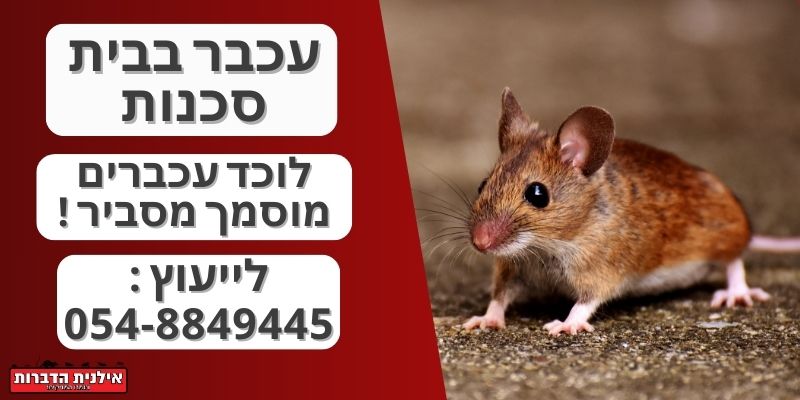עכבר בבית סכנות