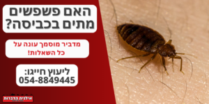 האם פשפשים מתים בכביסה?