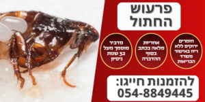 הדברת פרעוש חתול
