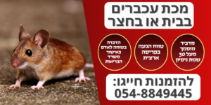 מכת עכברים בבית או בחצר