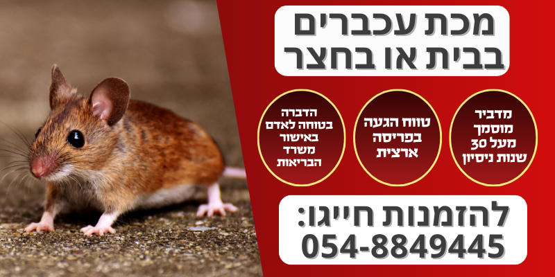 מכת עכברים בבית או בחצר