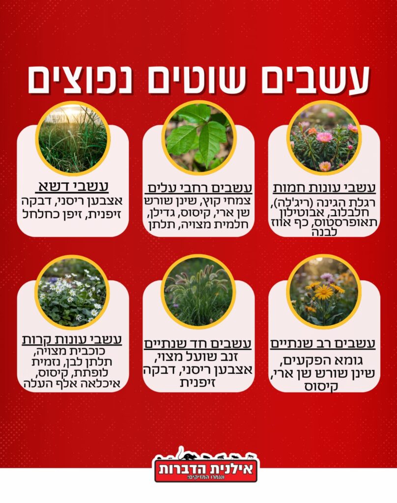 עשבים שוטים נפוצים