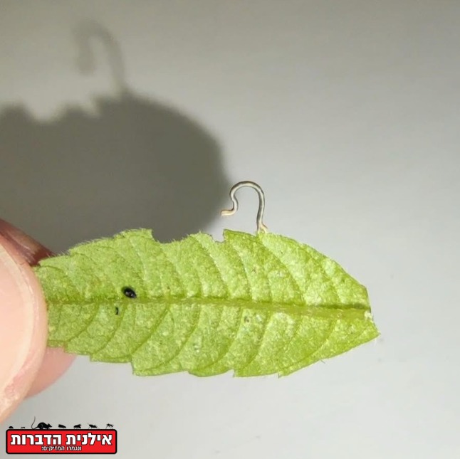 הדברת זחל מודד