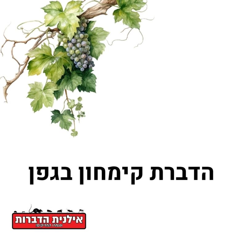 הדברת קמחון על גפן