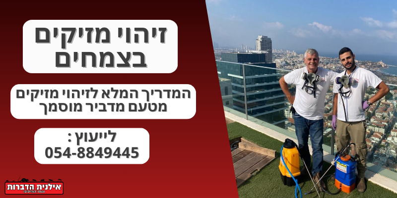 זיהוי מזיקים בצמחים
