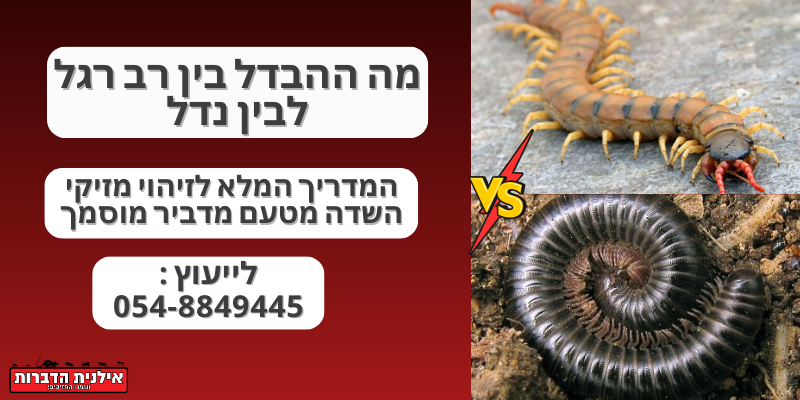 מה ההבדל בין רב רגל לבין נדל