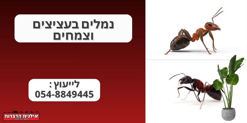 נמלים בעציצים וצמחים