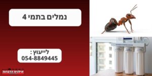 נמלים בתמי 4