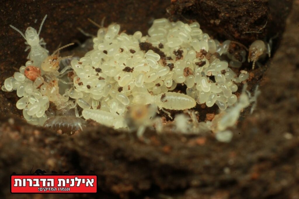 איך נראה זחל טרמיטים