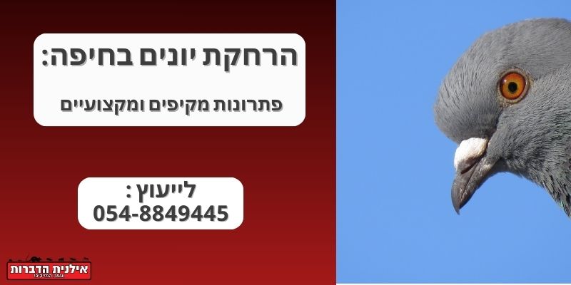 הרחקת יונים בחיפה: פתרונות מקיפים ומקצועיים