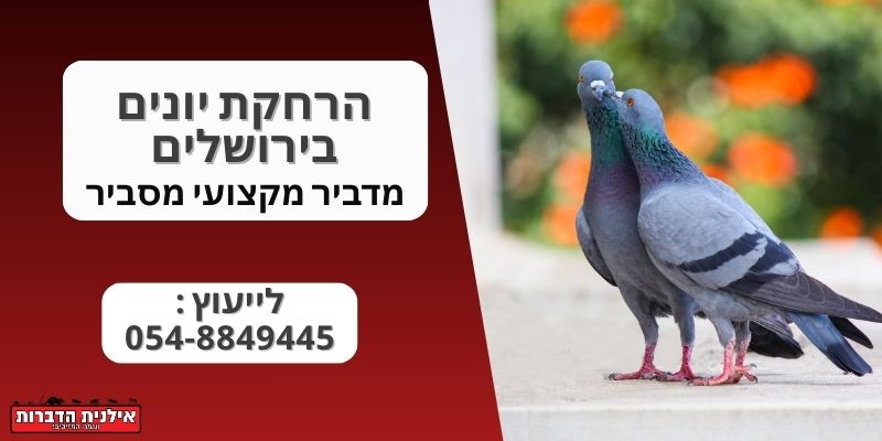 הרחקת יונים בירושלים
