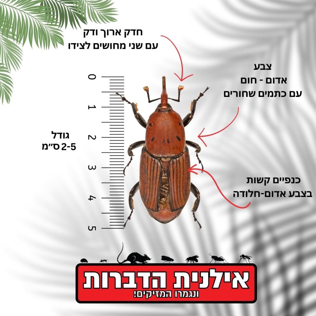 חדקונית הדקל זיהוי