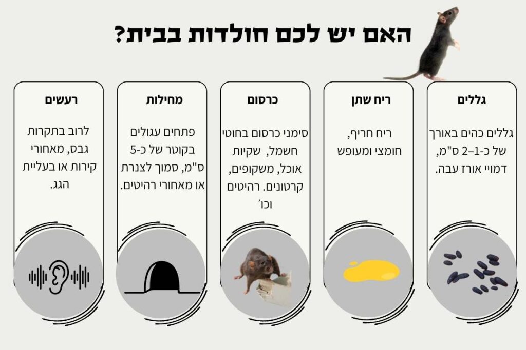 סימנים לחולדות בבית