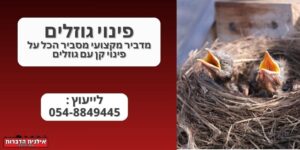 פינוי גוזלים