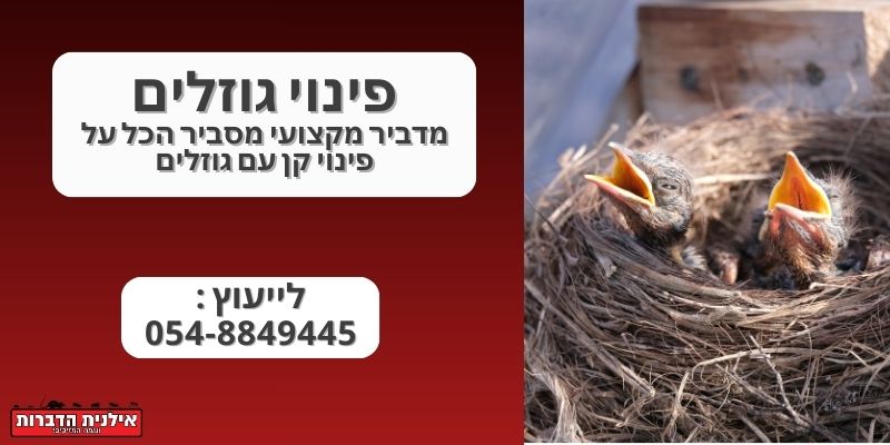 פינוי גוזלים