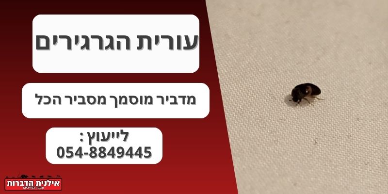 הדבר עורית הגרגרים
