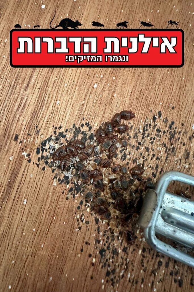 פשפשים לאחר הדברה