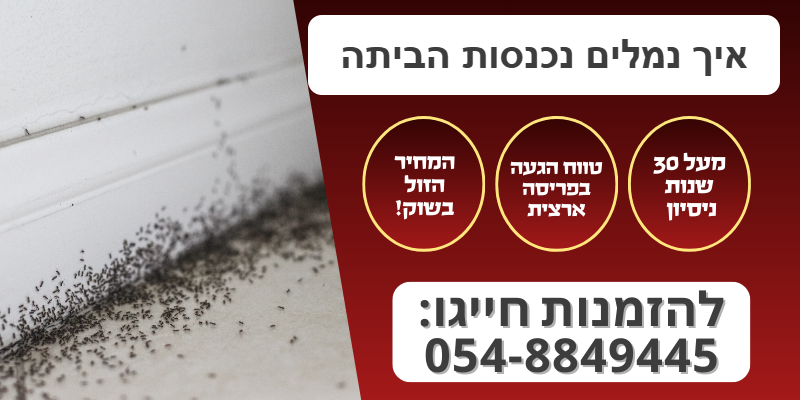 איך נמלים נכנסות הביתה - מקורות הכניסה ומה עושים