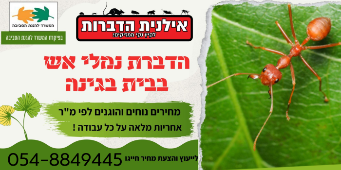 הזמנת הדברה נגד טרמיטים